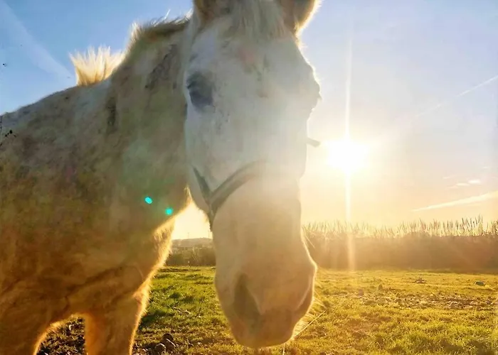 Apartamento Baleal Penthouse Ferrel (Leiria)